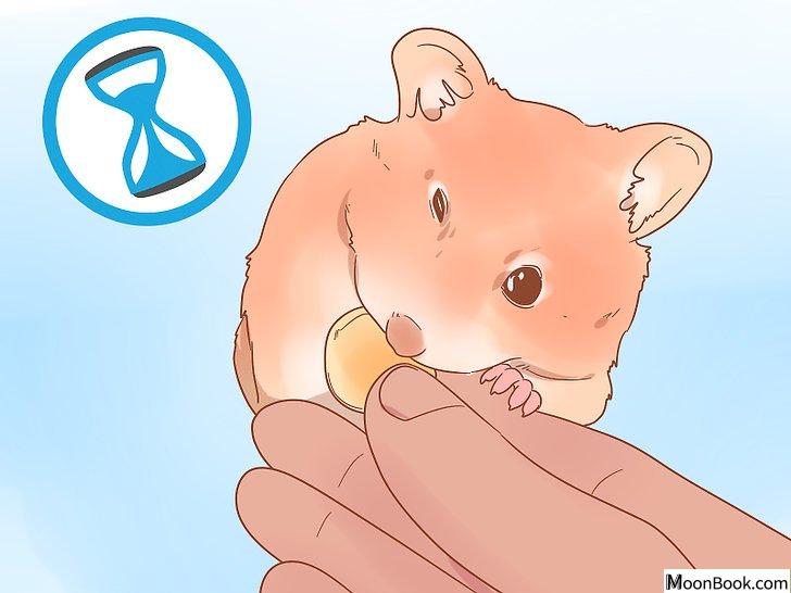 以Sex a Hamster Step 1为标题的图片