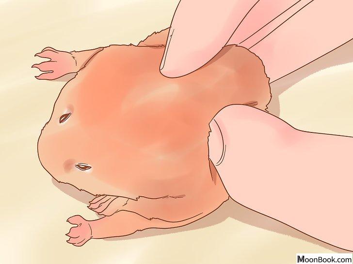 以Sex a Hamster Step 3为标题的图片