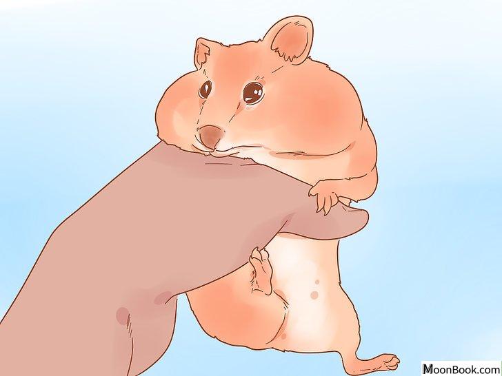 以Sex a Hamster Step 4为标题的图片