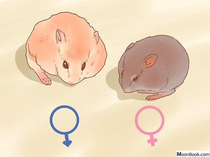 以Sex a Hamster Step 5为标题的图片