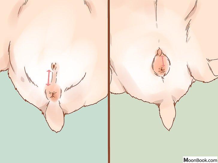 以Sex a Hamster Step 9为标题的图片