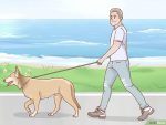以Shrink Tumors in Dogs Step 5为标题的图片