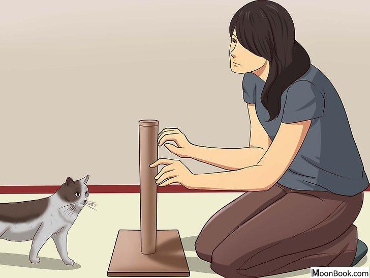 以Stop a Cat from Clawing Furniture Step 5为标题的图片