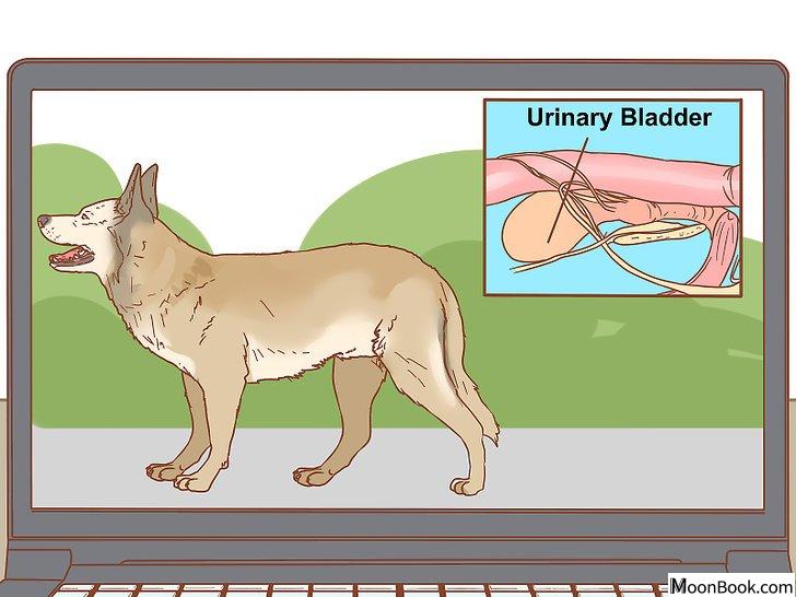 以Stop a Dog from Urinating Inside After Going Outside Step 10为标题的图片