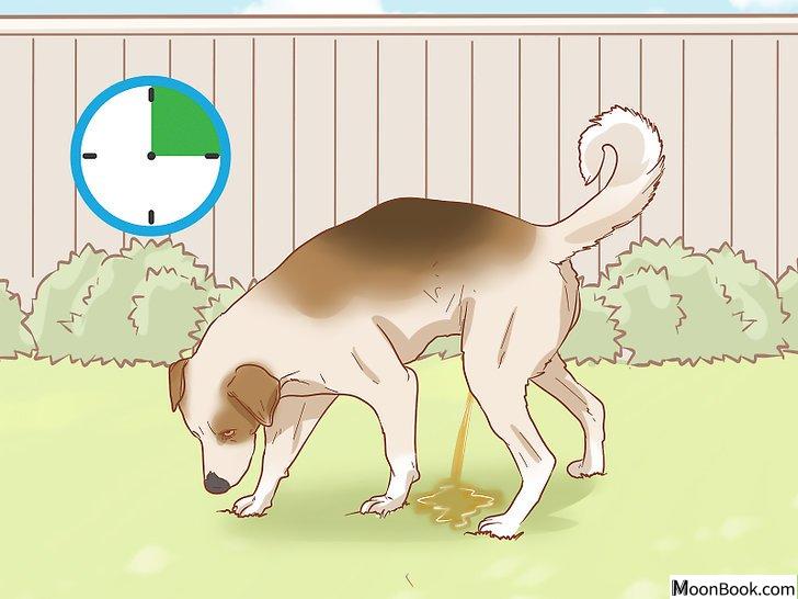 以Stop a Dog from Urinating Inside After Going Outside Step 4为标题的图片