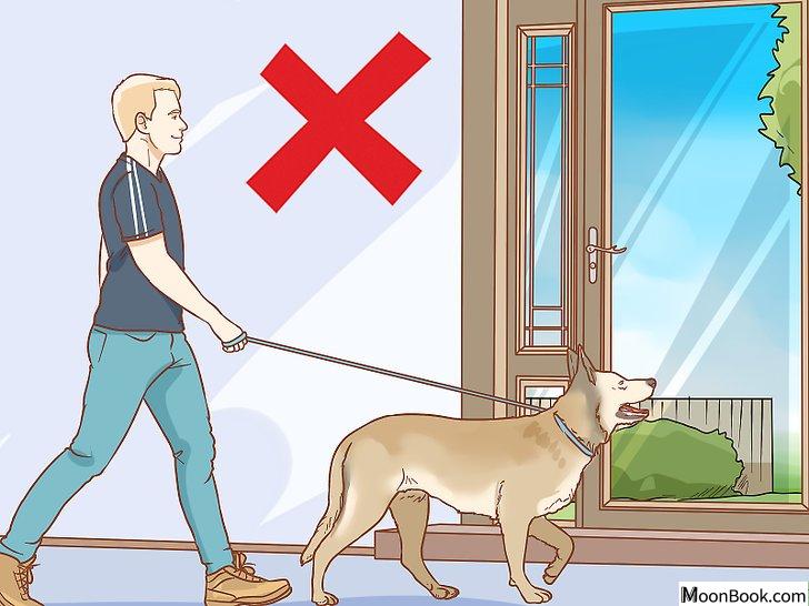 以Stop a Dog from Urinating Inside After Going Outside Step 6为标题的图片