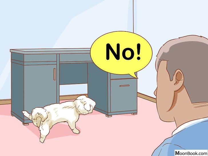 以Stop a Dog from Urinating Inside After Going Outside Step 8为标题的图片