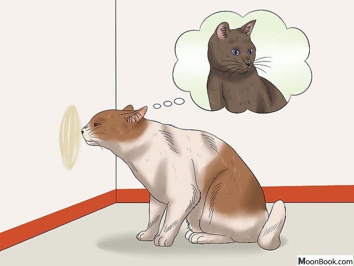 以Stop a Male Cat from Spraying Step 2为标题的图片