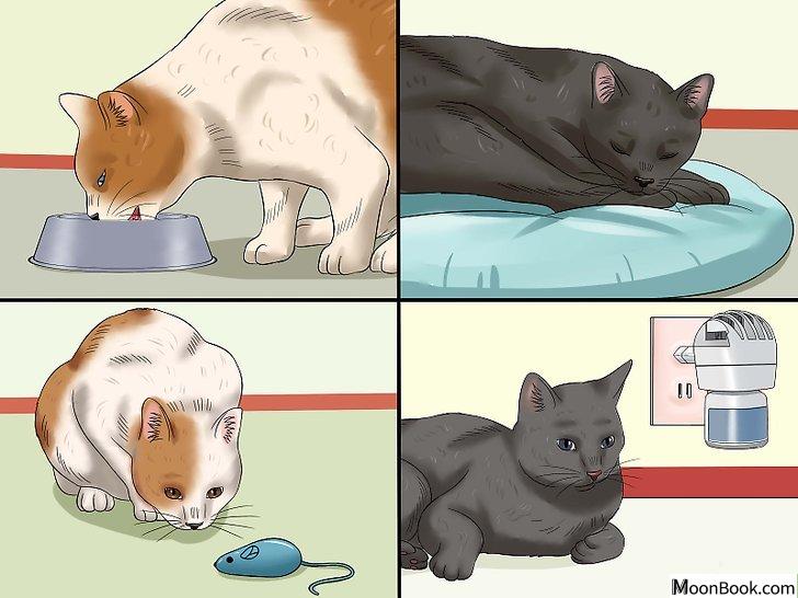 以Stop a Male Cat from Spraying Step 4为标题的图片