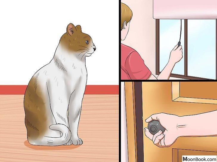 以Stop a Male Cat from Spraying Step 7为标题的图片