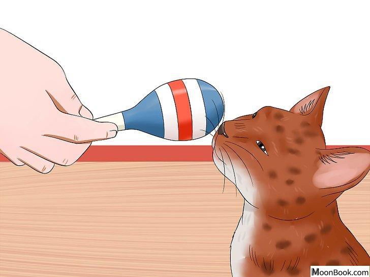 以Stop a Male Cat from Spraying Step 8为标题的图片