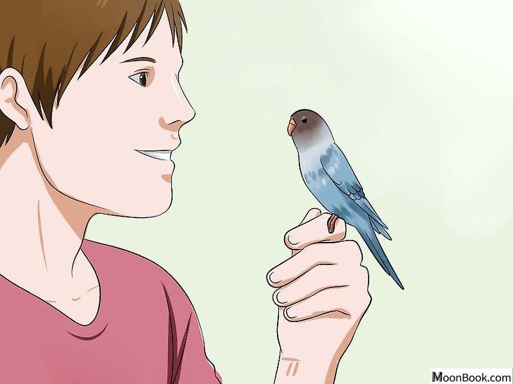 以Teach Your Budgie to Talk Step 2为标题的图片