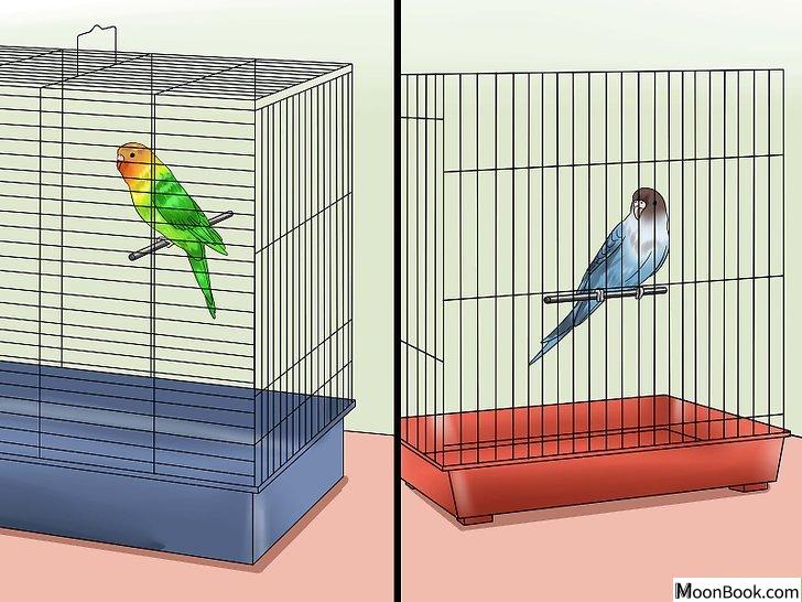 以Teach Your Budgie to Talk Step 3为标题的图片