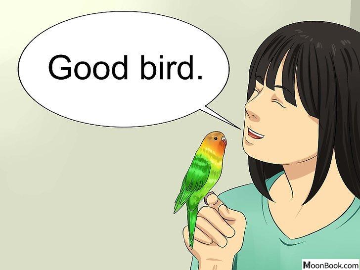 以Teach Your Budgie to Talk Step 6为标题的图片