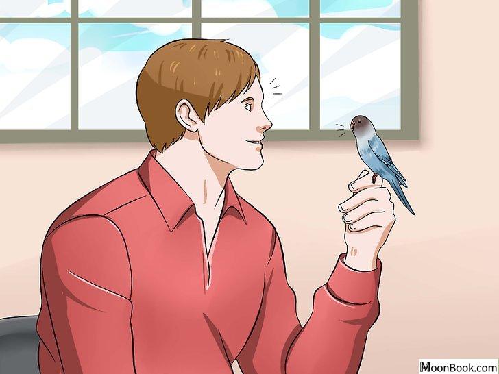 以Teach Your Budgie to Talk Step 7为标题的图片