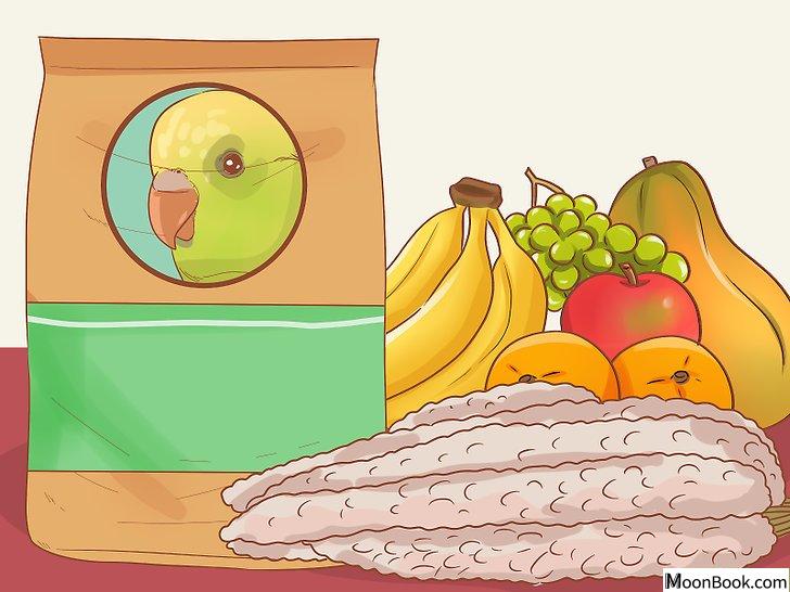 以Teach Your Parakeet to Love You Step 10为标题的图片