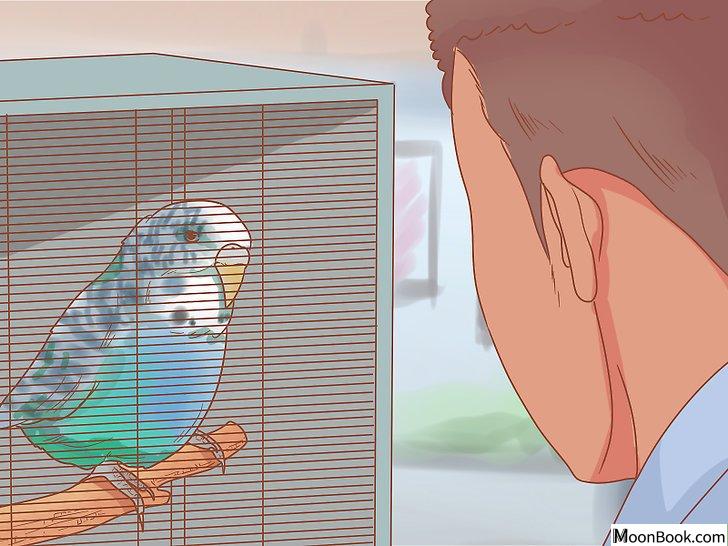 以Teach Your Parakeet to Love You Step 2为标题的图片