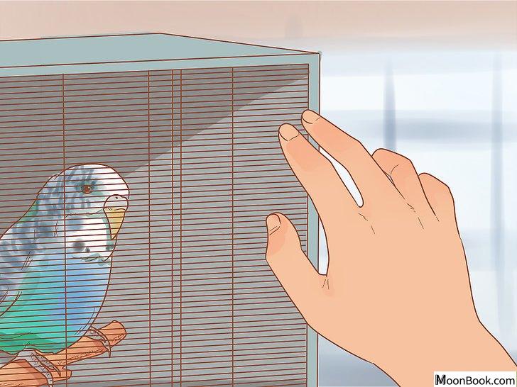 以Teach Your Parakeet to Love You Step 3为标题的图片