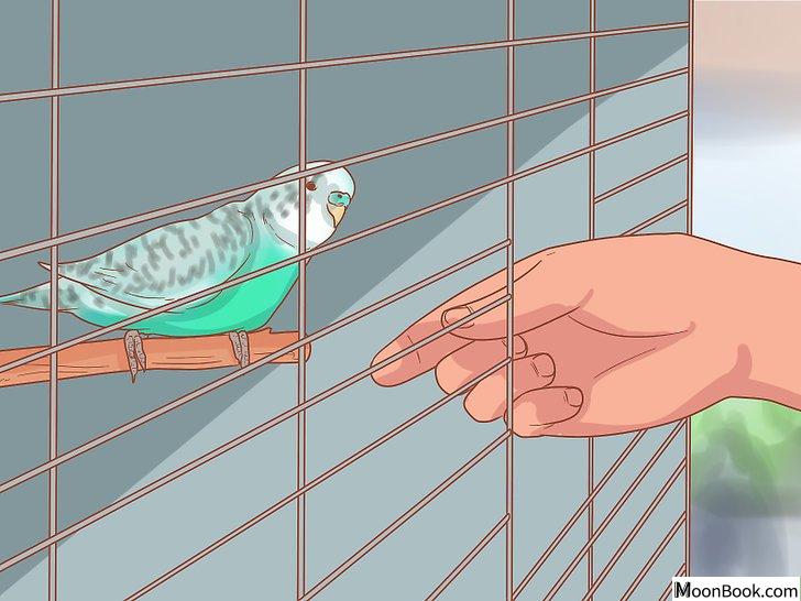 以Teach Your Parakeet to Love You Step 4为标题的图片