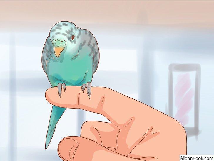 以Teach Your Parakeet to Love You Step 5为标题的图片