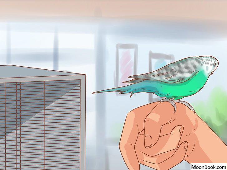 以Teach Your Parakeet to Love You Step 6为标题的图片