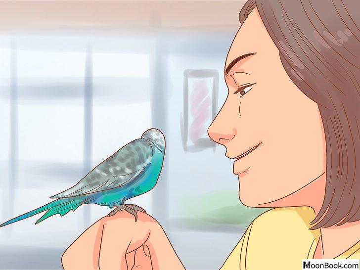 以Teach Your Parakeet to Love You Step 7为标题的图片