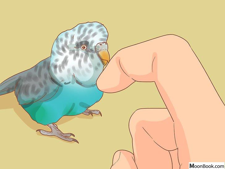 以Teach Your Parakeet to Love You Step 8为标题的图片