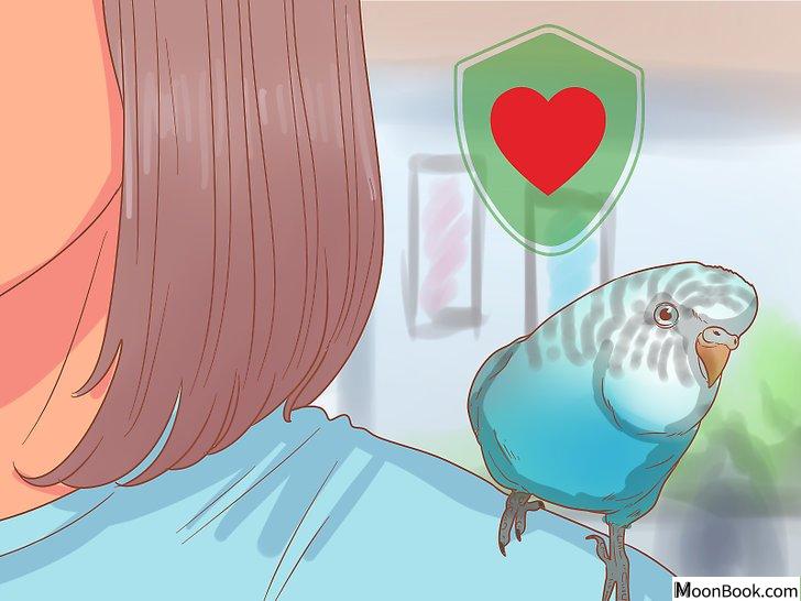 以Teach Your Parakeet to Love You Step 9为标题的图片