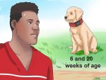 以Tell if Your Dog Has Parvo Step 1为标题的图片