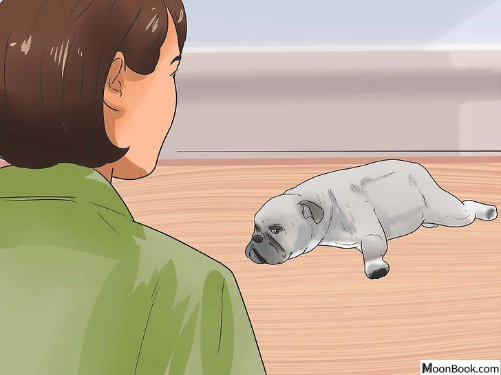以Tell if Your Dog Has Parvo Step 3为标题的图片