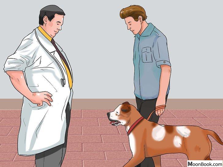 以Tell if Your Dog Has Parvo Step 8为标题的图片