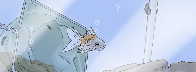 以Tell if Your Fish Is Dead Step 1为标题的图片