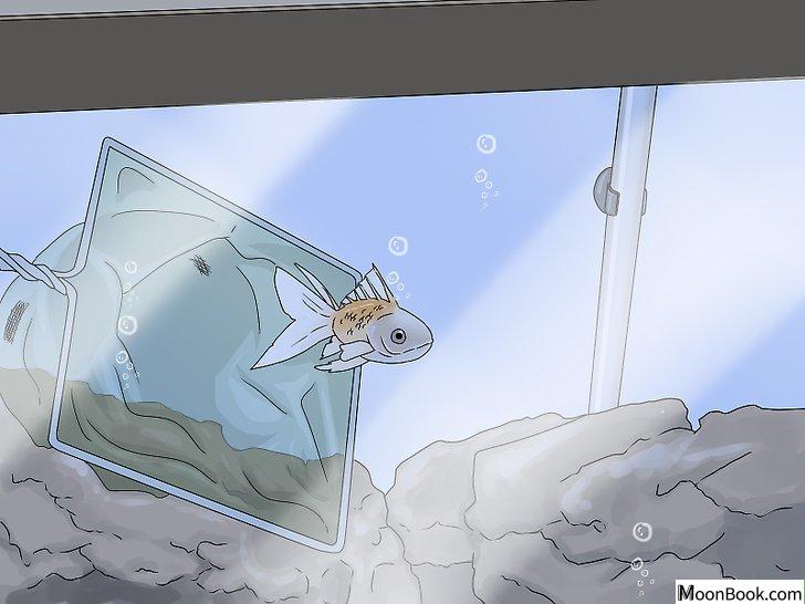 以Tell if Your Fish Is Dead Step 1为标题的图片