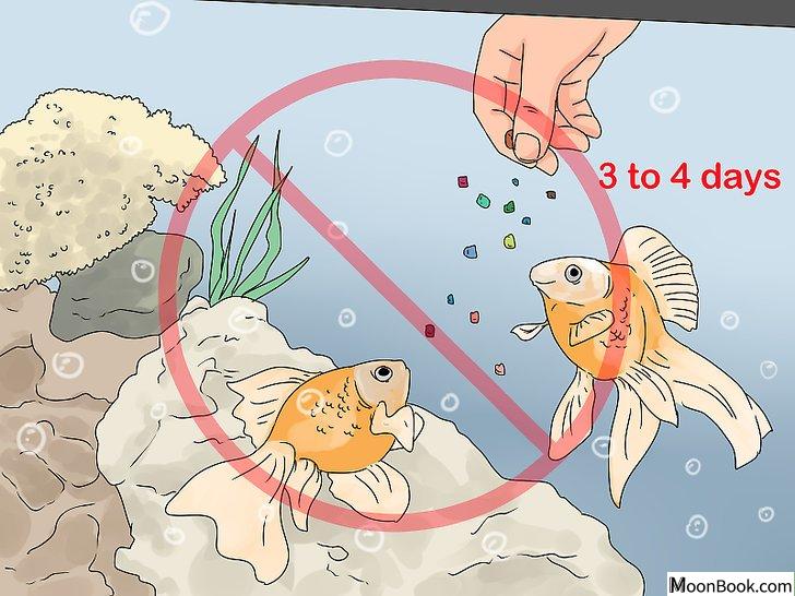 以Tell if Your Fish Is Dead Step 10为标题的图片