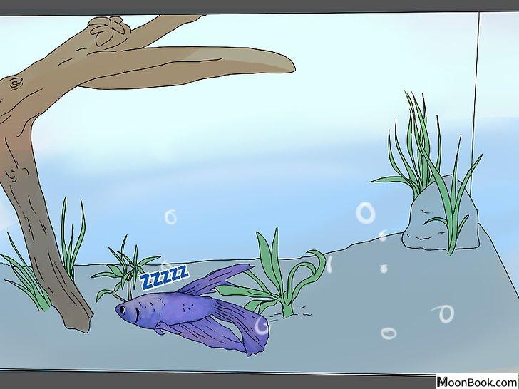 以Tell if Your Fish Is Dead Step 11为标题的图片