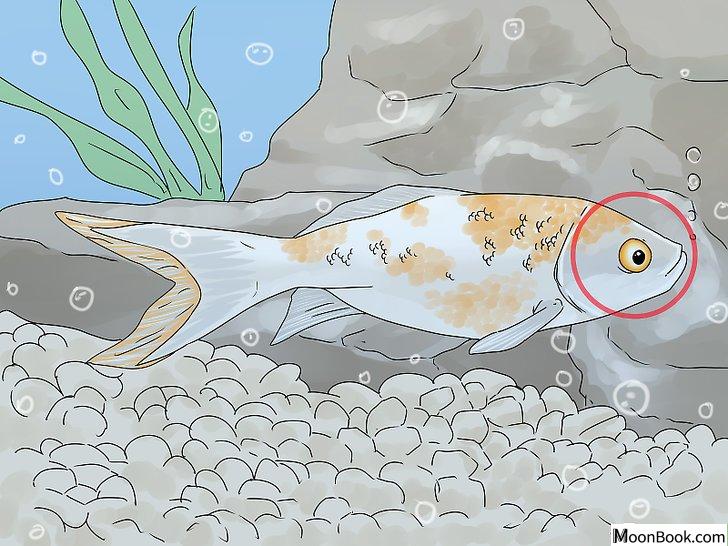 以Tell if Your Fish Is Dead Step 3为标题的图片