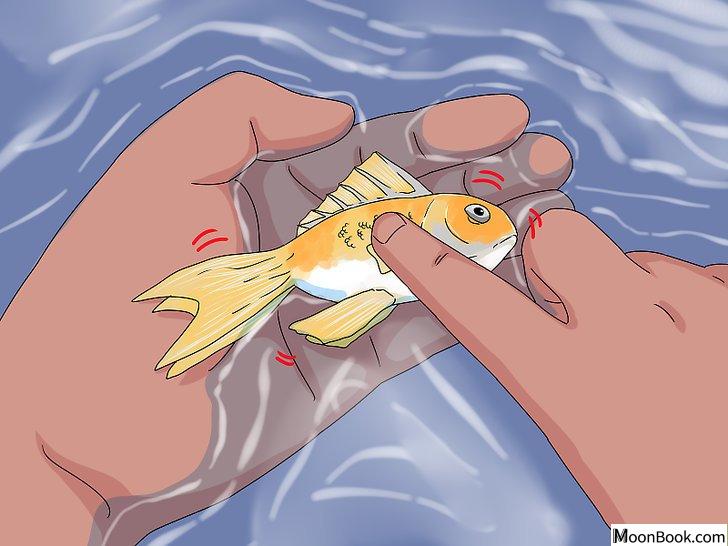 以Tell if Your Fish Is Dead Step 4为标题的图片