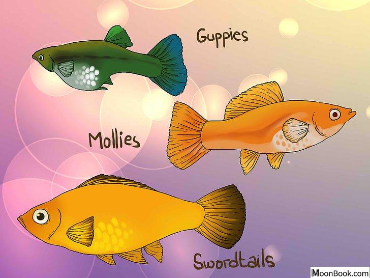 以Tell if Your Fish Is Having Babies Step 1为标题的图片