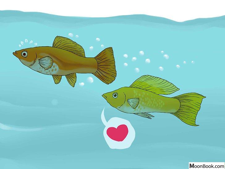 以Tell if Your Fish Is Having Babies Step 3为标题的图片