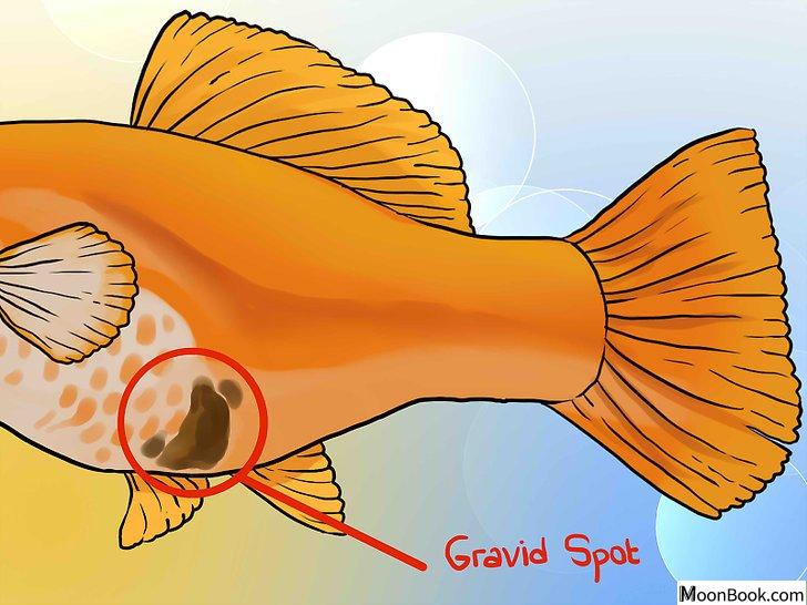 以Tell if Your Fish Is Having Babies Step 5为标题的图片
