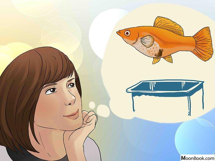 以Tell if Your Fish Is Having Babies Step 6为标题的图片