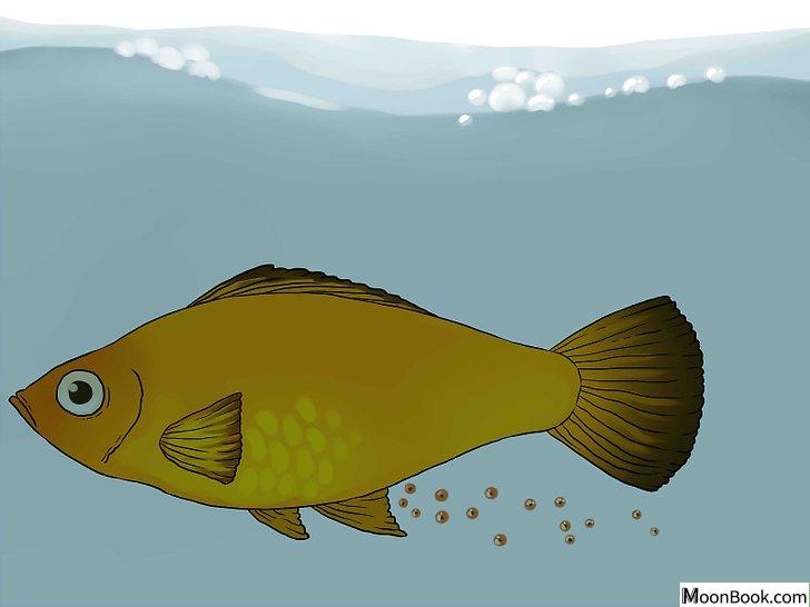 以Tell if Your Fish Is Having Babies Step 9为标题的图片