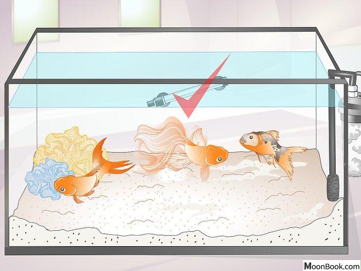 以Tell if Your Goldfish Is an Adult Step 1为标题的图片