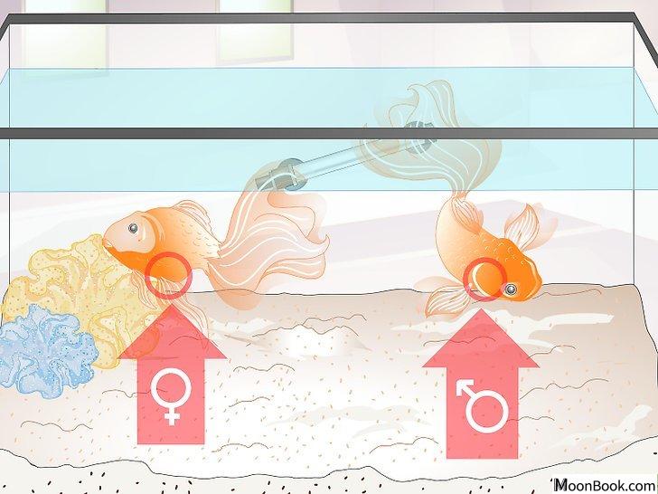 以Tell if Your Goldfish Is an Adult Step 6为标题的图片
