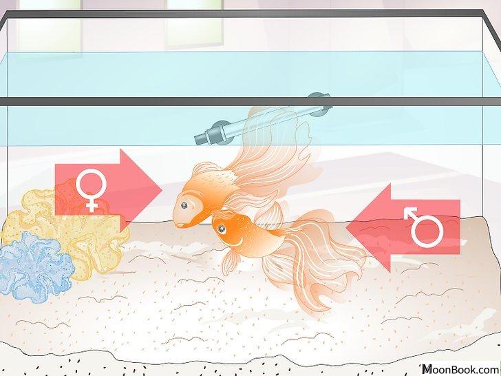 以Tell if Your Goldfish Is an Adult Step 7为标题的图片