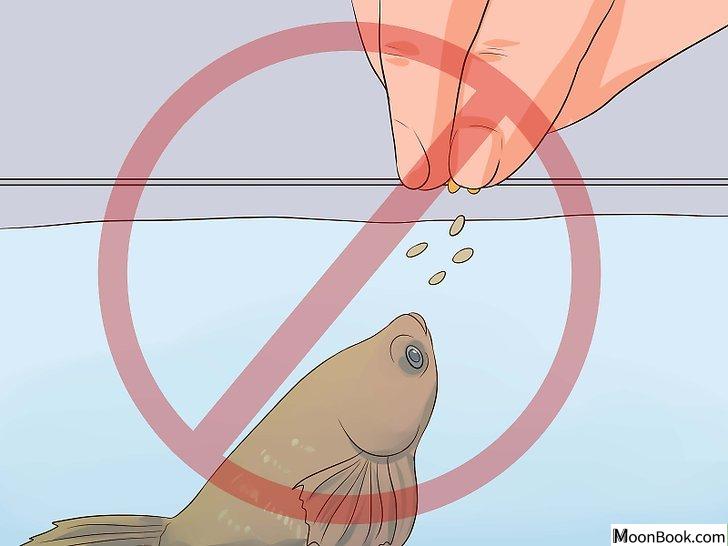 以Tell if a Betta Fish Is Sick Step 10为标题的图片