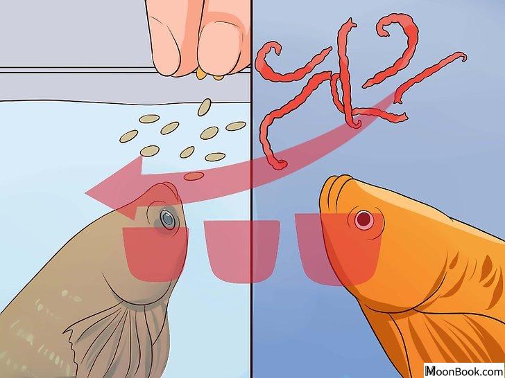 以Tell if a Betta Fish Is Sick Step 12为标题的图片