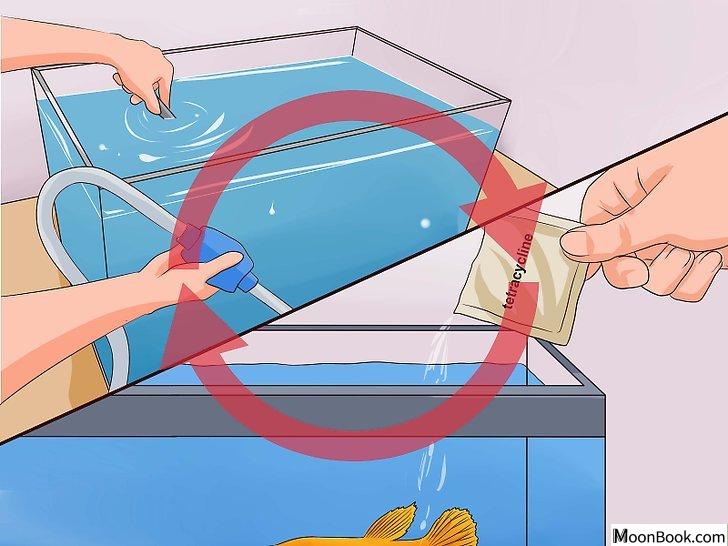 以Tell if a Betta Fish Is Sick Step 16为标题的图片