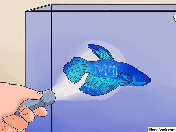 以Tell if a Betta Fish Is Sick Step 17为标题的图片