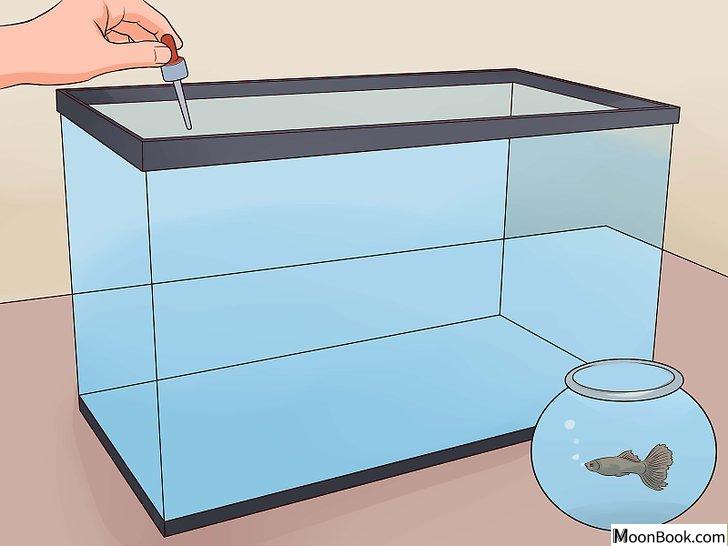 以Tell if a Betta Fish Is Sick Step 19为标题的图片